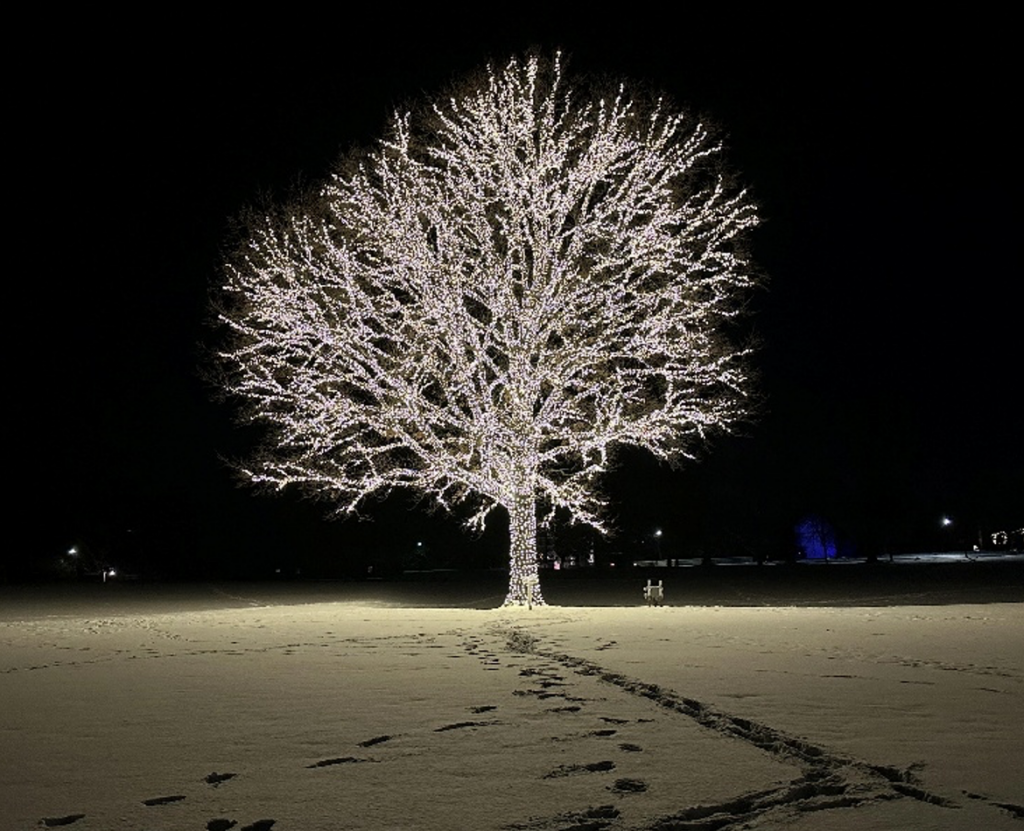 75,000 lights have illuminated the “Bicentennial Oak” located on WRA’s front fields since May 2024 as a way to celebrate the school’s 200th anniversary in 2026 and Hudson’s 225th birthday in 2024. Photo courtesy of Andy Meldrum.